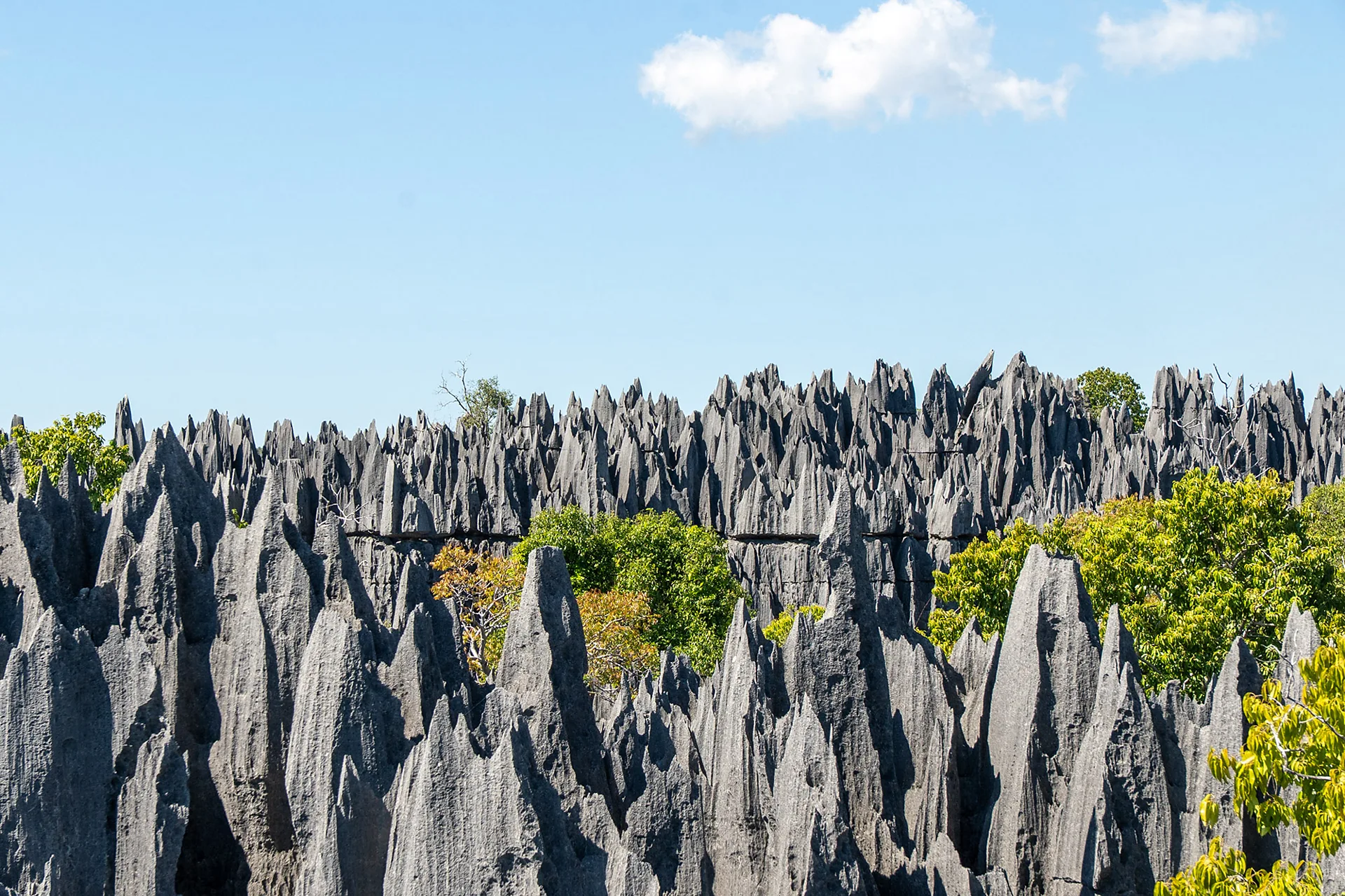 Foresta di pietra di Tsingy con formazioni rocciose calcaree